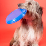 Dog w Frisbee thegem person 160 - Home Page - EN